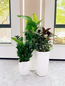 宁波海曙花卉出租哪家好